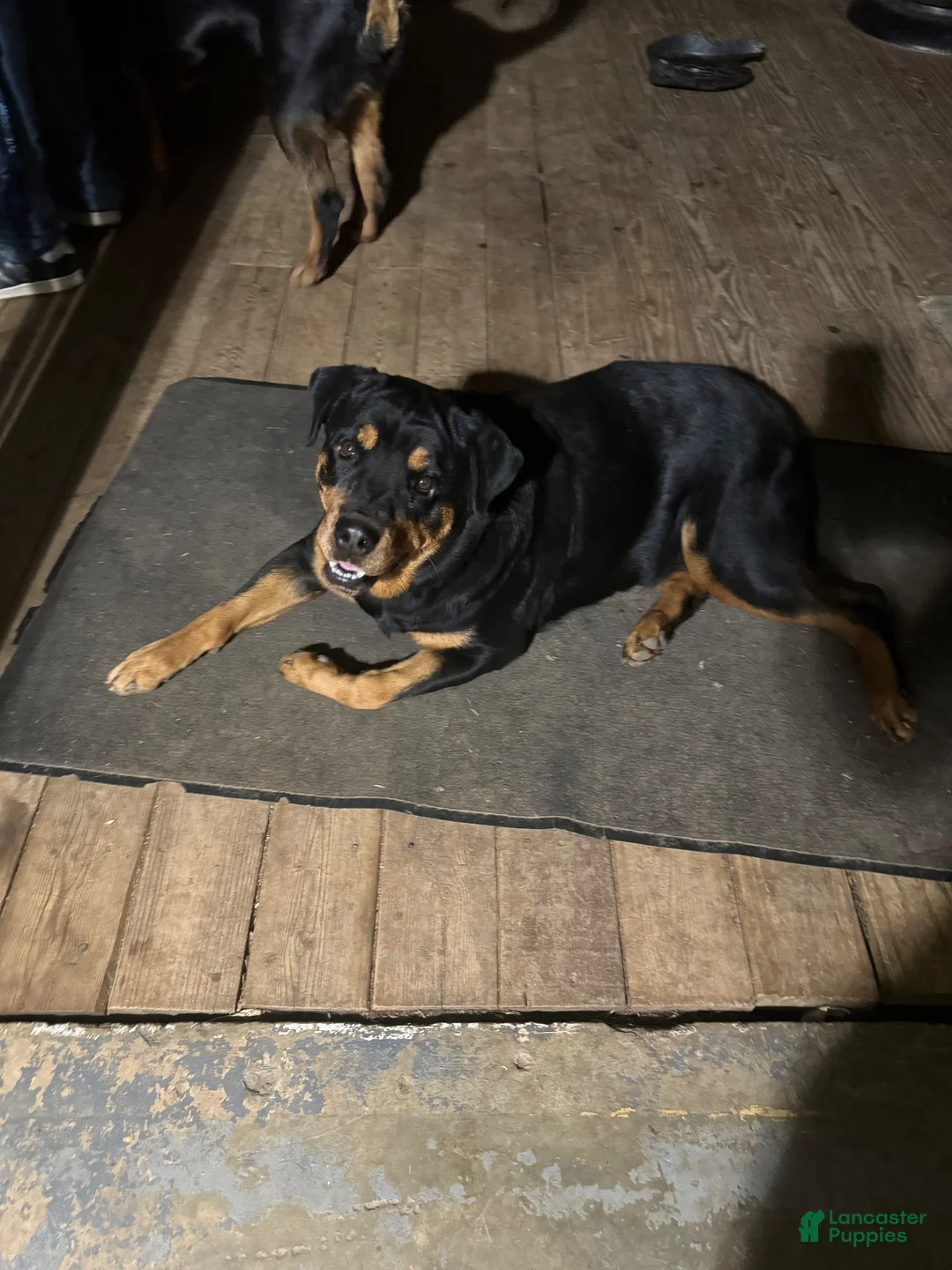 Rottweiler dogs for sale: Rottweiler 5 - Ad 2