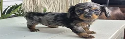 Dachshund dogs for sale: Astrid - Ad 3