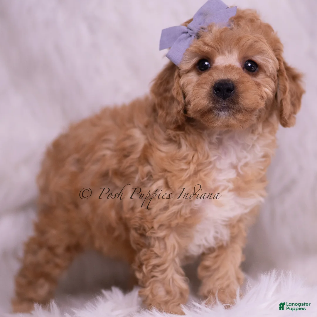 Toy Poodle dogs for sale: Finn - Ad 4
