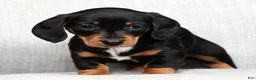 Miniature Dachshund dogs for sale: Jenny - Ad 8