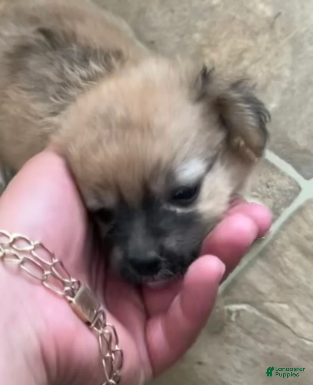 Mixed Breed dogs for sale: Mixed Breed 1 - Ad 2