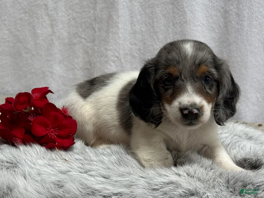 Miniature Dachshund dogs for sale: Marshall - Ad 1