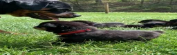 Rottweiler dogs for sale: Red Male - Ad 5