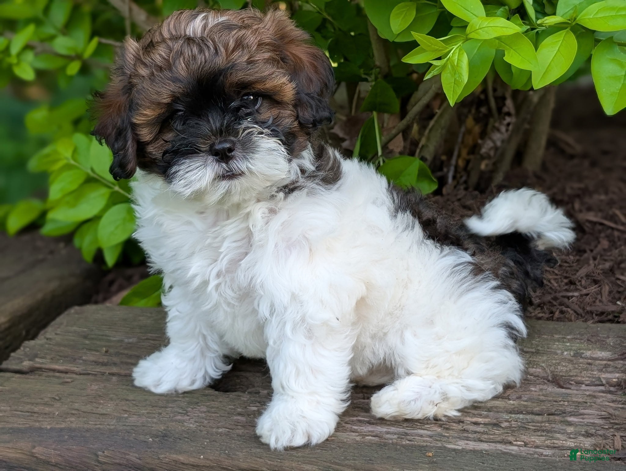 Shihpoo dogs Daisy - Ad 1