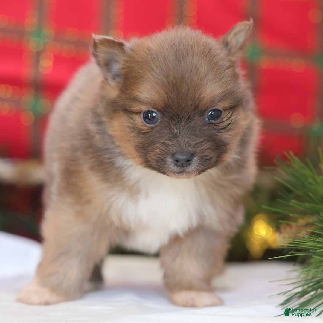 Pomeranian dogs for sale: Brownie  - Ad 7