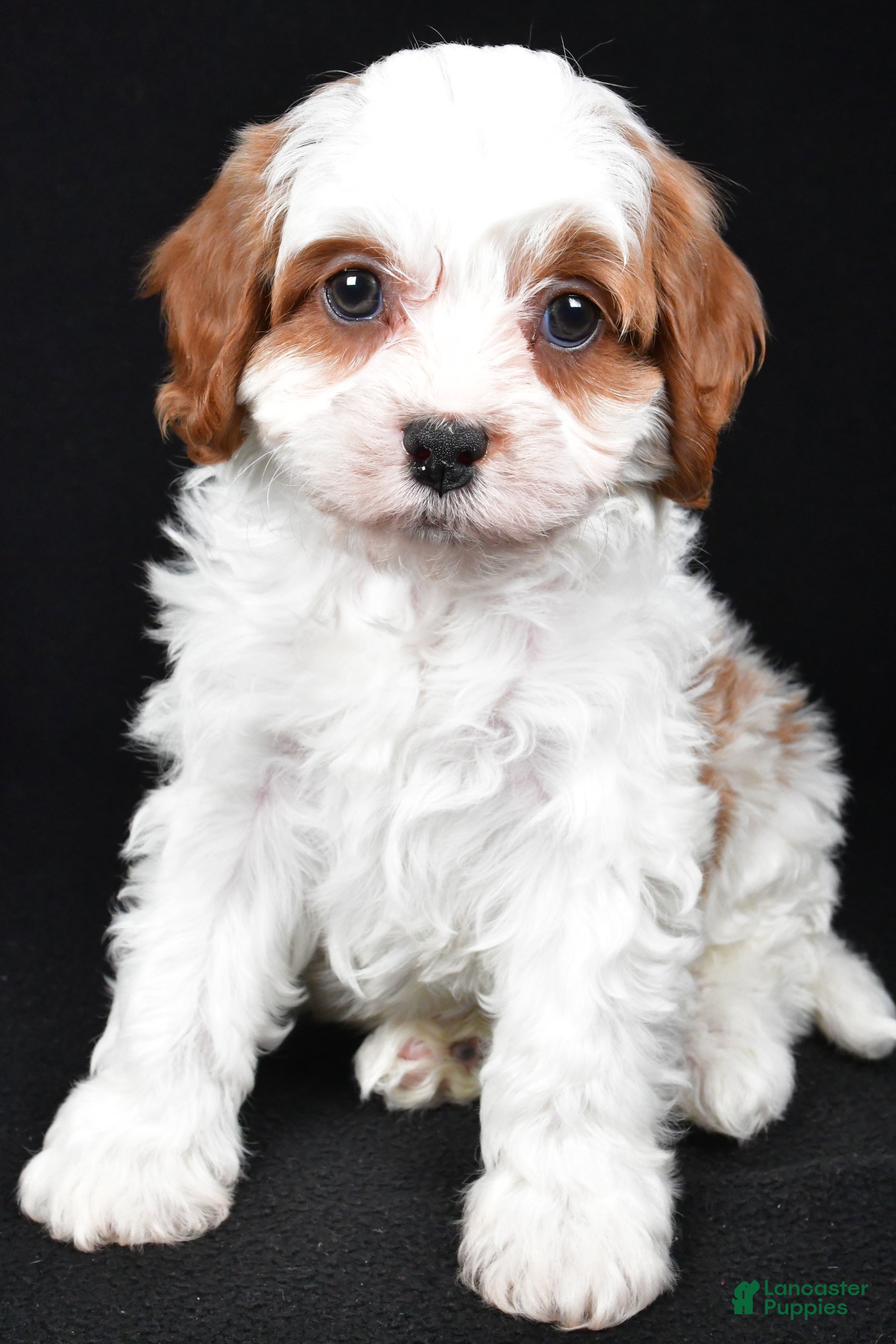 Cavapoo dogs Kody - Ad 2