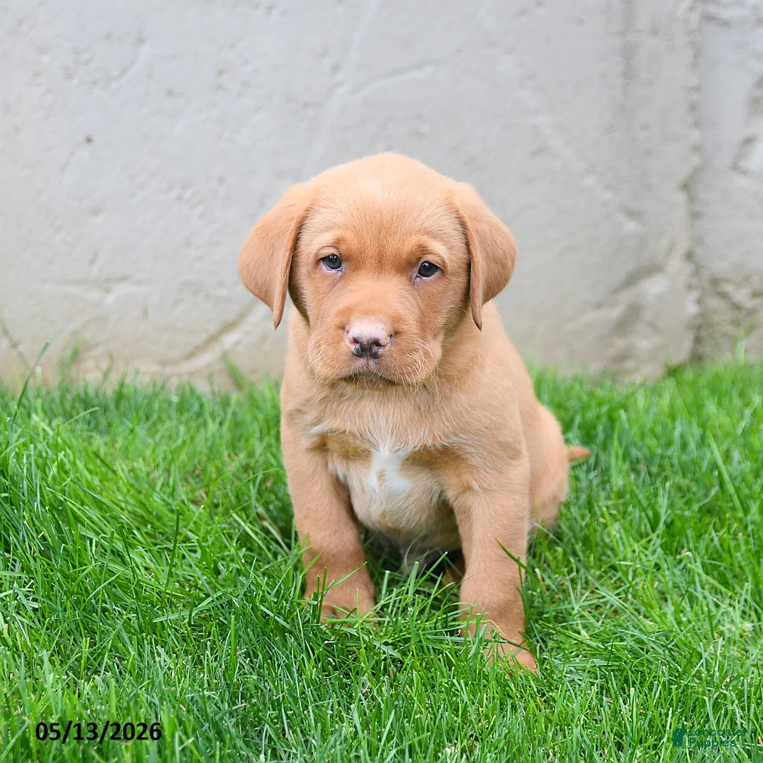 Labrador Retriever dogs for sale: Elroy  - Ad 5