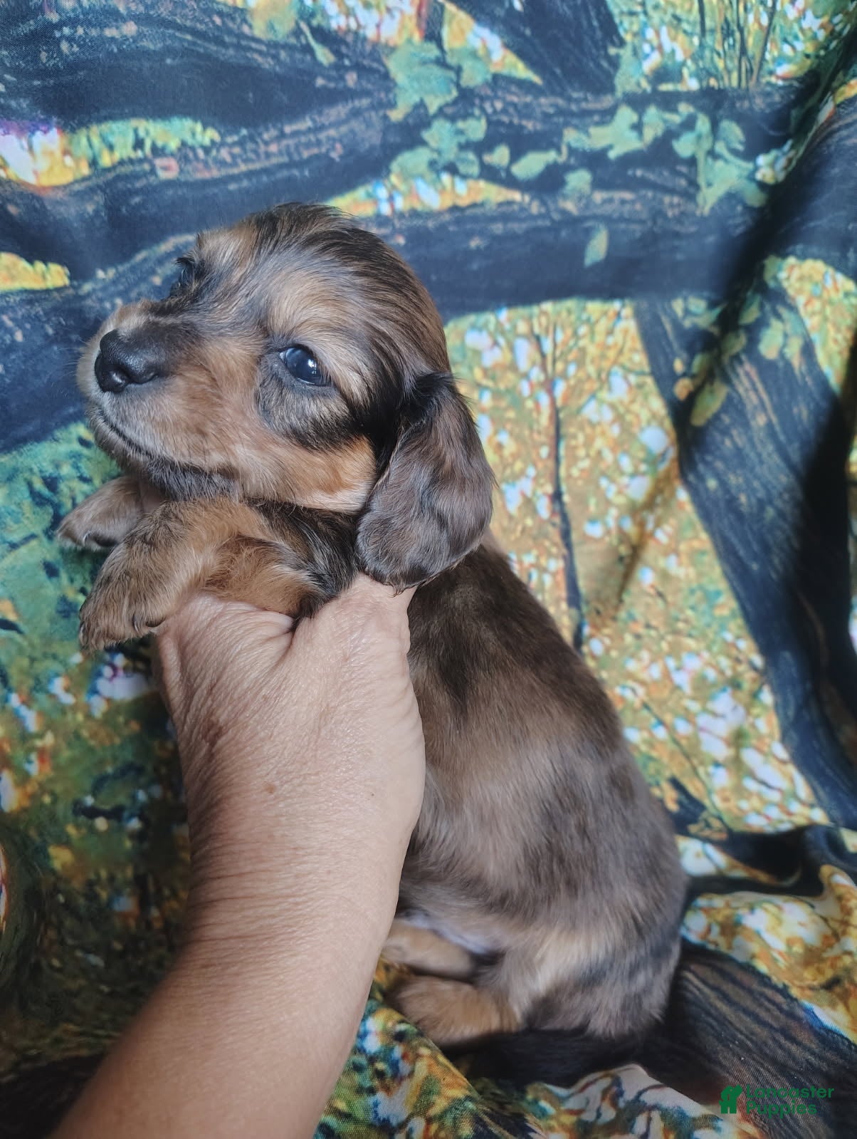 Miniature Dachshund dogs Boy - Ad 1