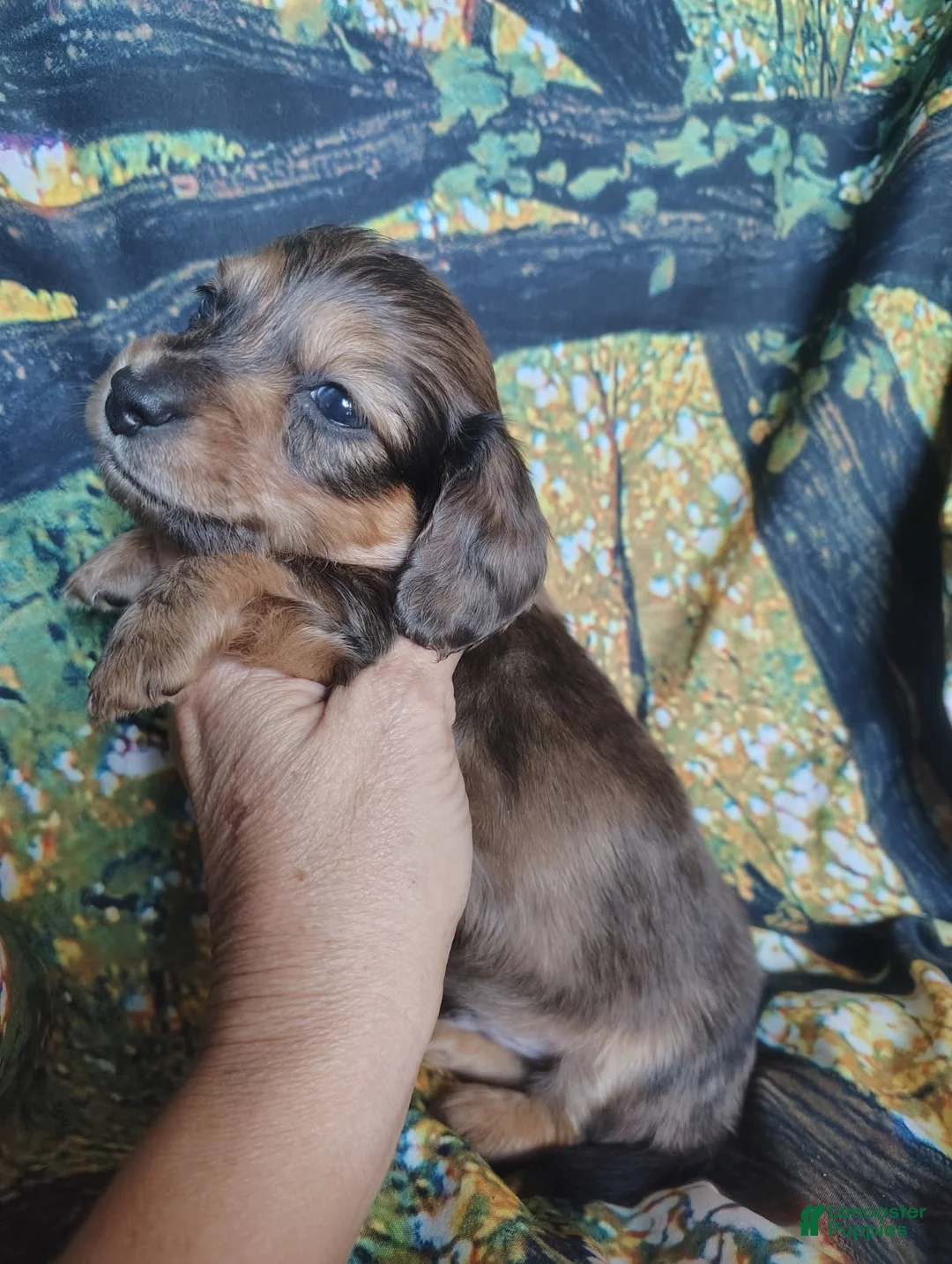 Miniature Dachshund dogs for sale: Boy - Ad 1
