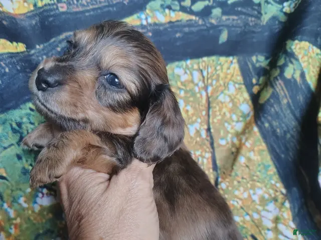 Miniature Dachshund dogs for sale: Boy - Ad 1