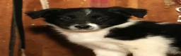 Border Collie dogs for sale: Daisy - Ad 6