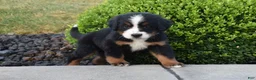 Bernese Mountain Dog dogs for sale: Nova - Ad 1