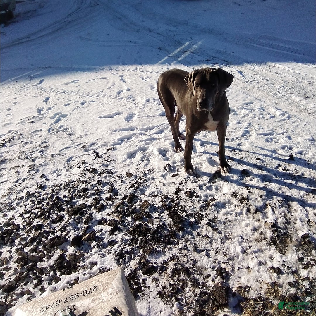 Great Dane dogs for sale: Lincoln - Ad 4