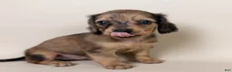 Miniature Dachshund dogs for sale: Stetson  - Ad 1