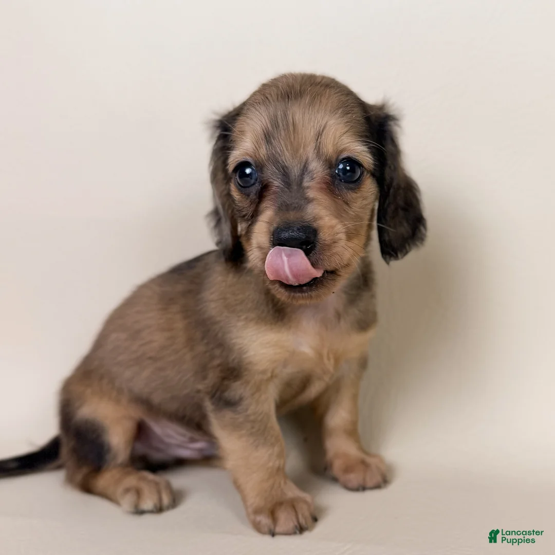Miniature Dachshund dogs for sale: Stetson  - Ad 1
