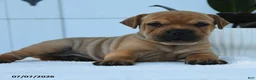 Mini Hippo dogs for sale: Tanner - Ad 4