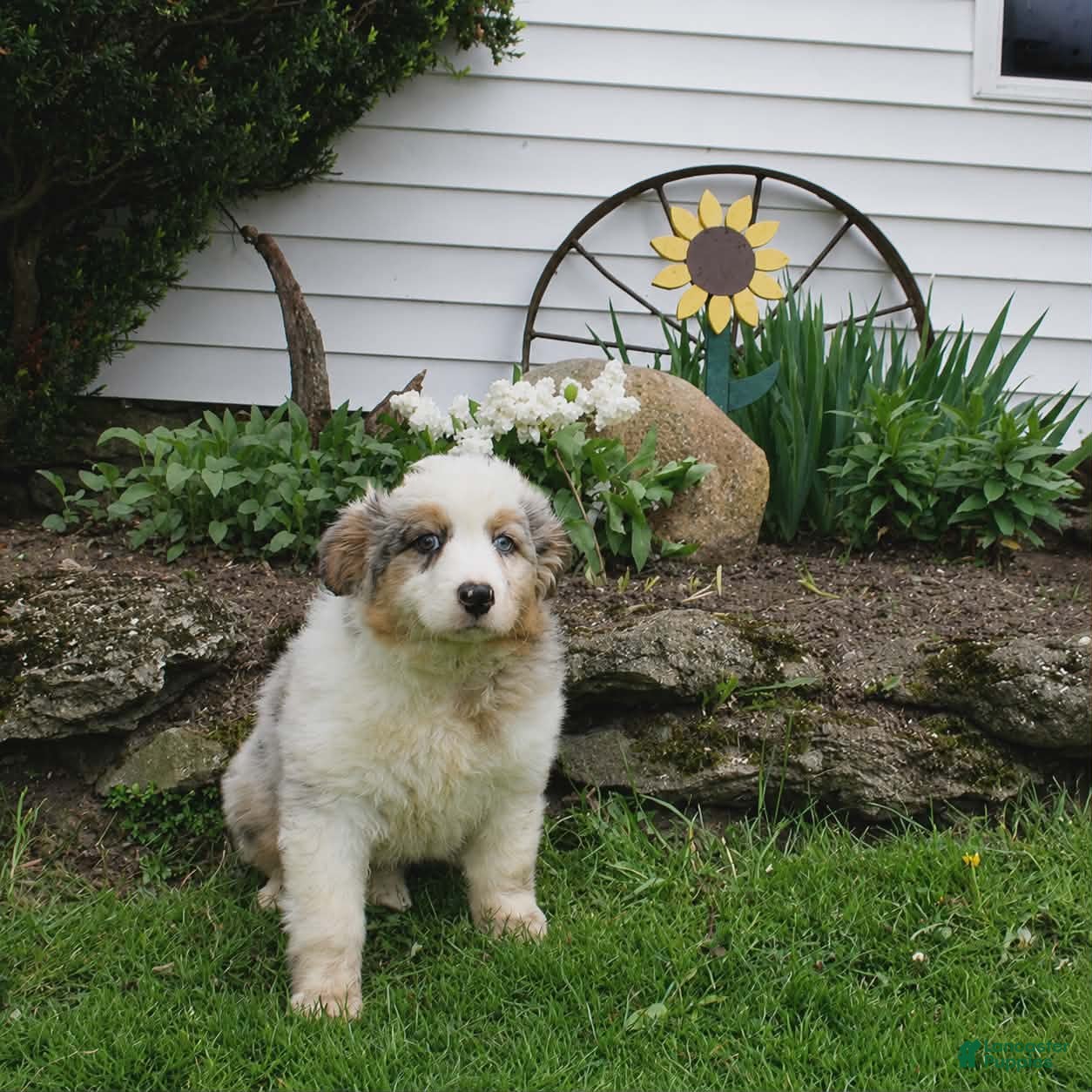 Australian Shepherd dogs Maggie Australian Shepherd  - Ad 42