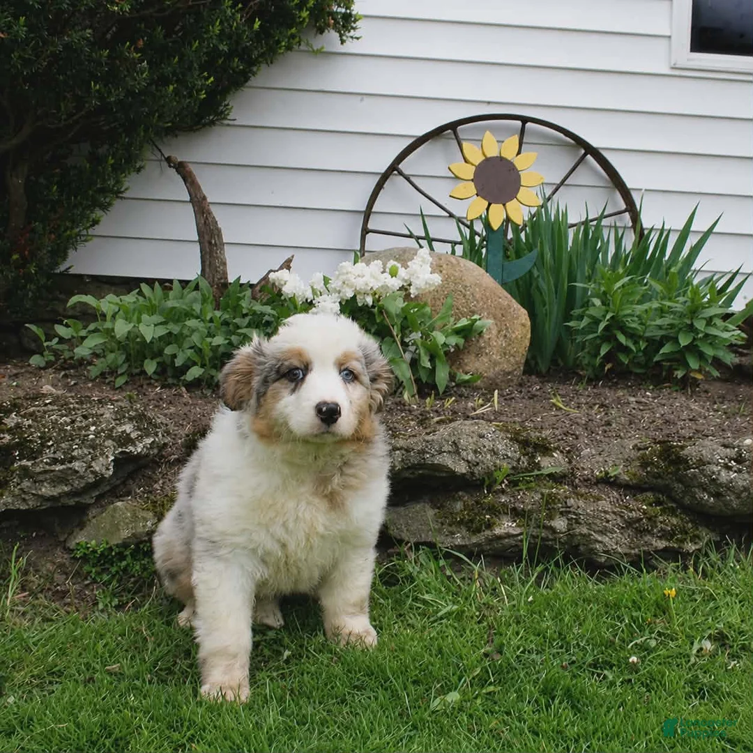 Australian Shepherd dogs for sale: Maggie Australian Shepherd  - Ad 1