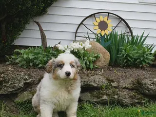 Australian Shepherd dogs Maggie Australian Shepherd - Ad 42