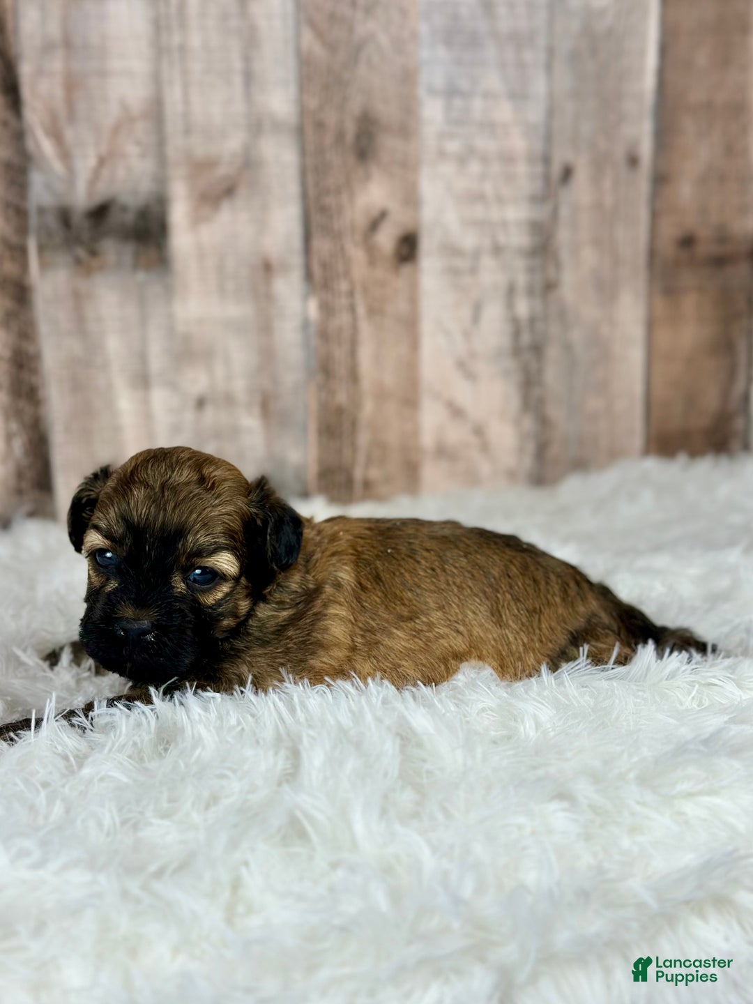 Shihpoo dogs for sale: Boy Snoopy - 0193 - Ad 4