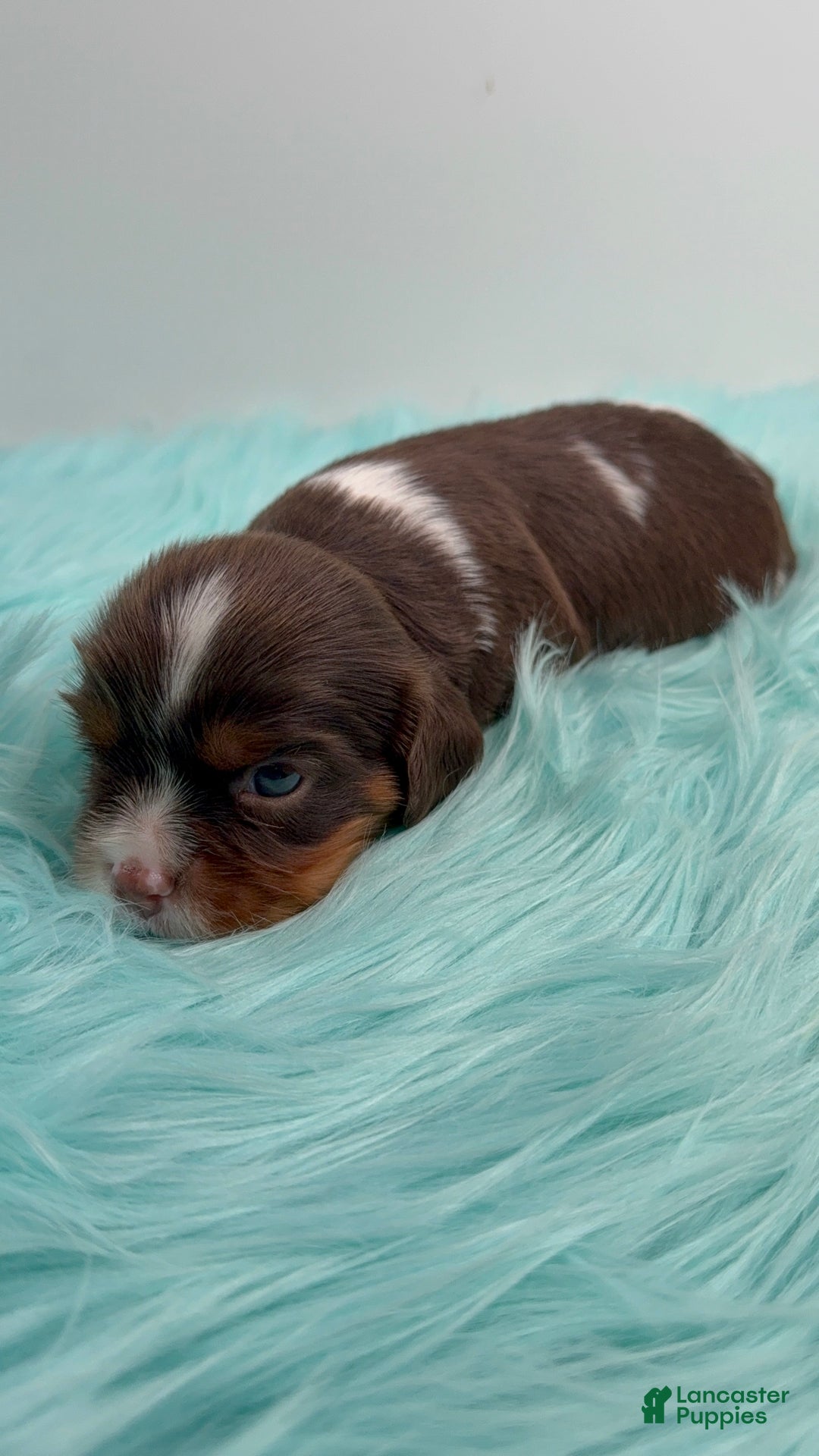 Cavalier King Charles Spaniel dogs for sale: Brownie - Ad 8