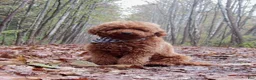 Mini Goldendoodle dogs for sale: Reed - Ad 6