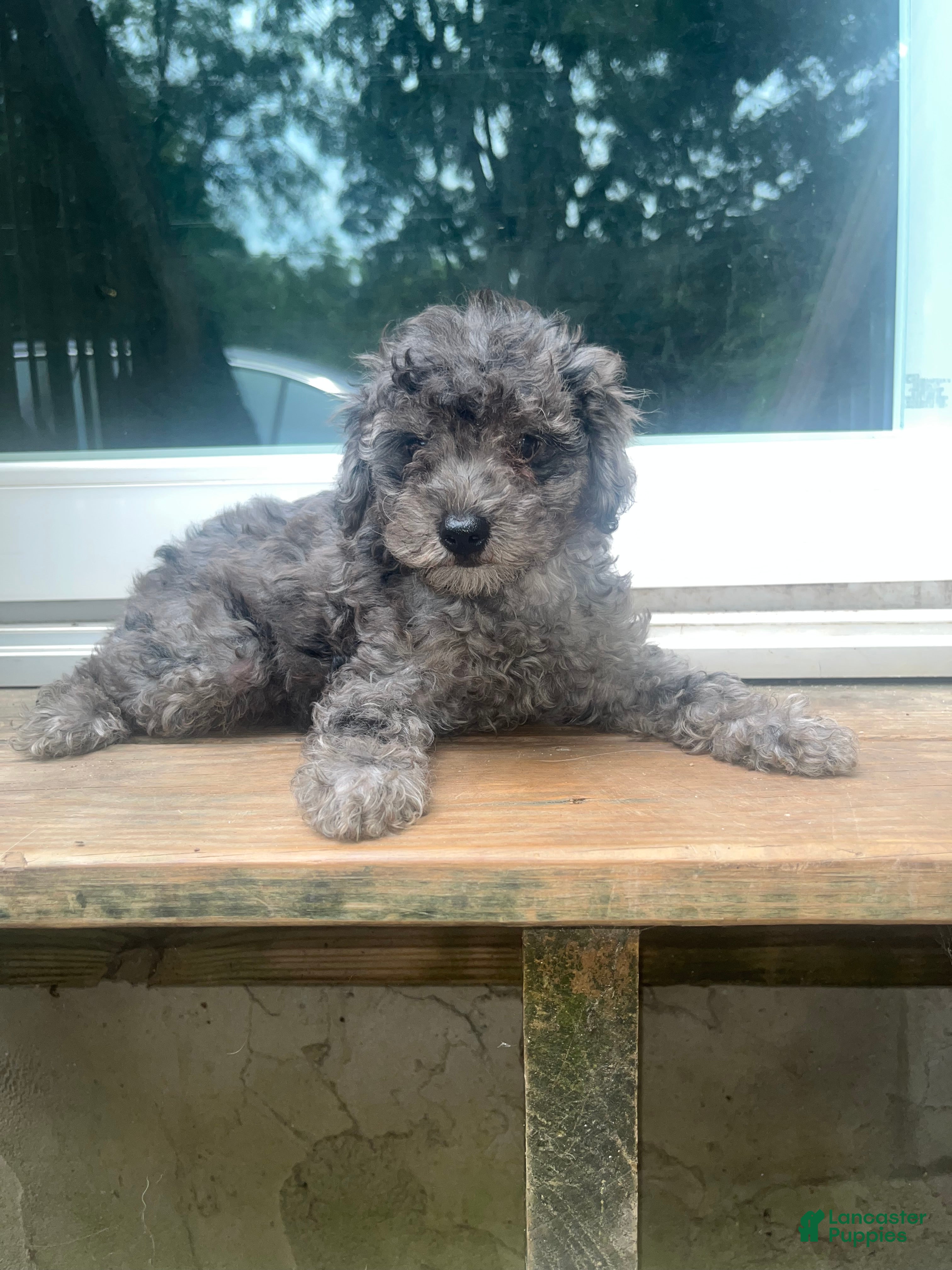 Yorkiepoo dogs Stitch - Ad 9