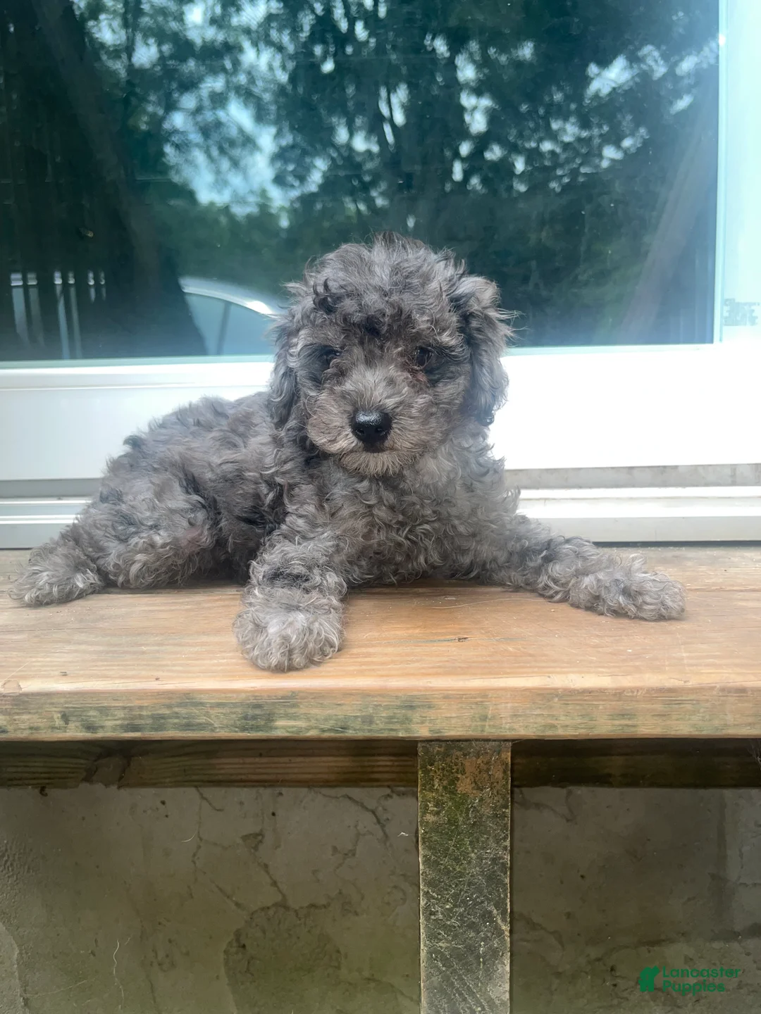 Yorkiepoo dogs for sale: Stitch - Ad 1