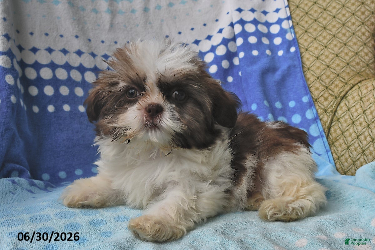 Shih Tzu dogs Mary Beth - Ad 1