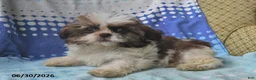Shih Tzu dogs for sale: Mary Beth - Ad 6