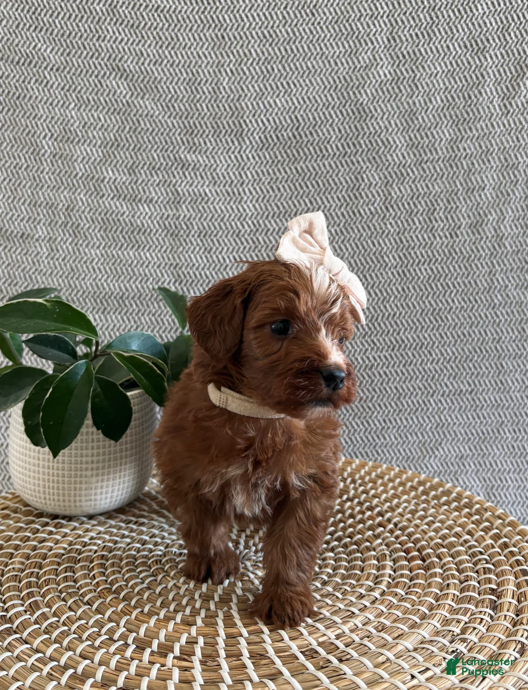 Irish Doodle dogs for sale: Angel - Ad 2