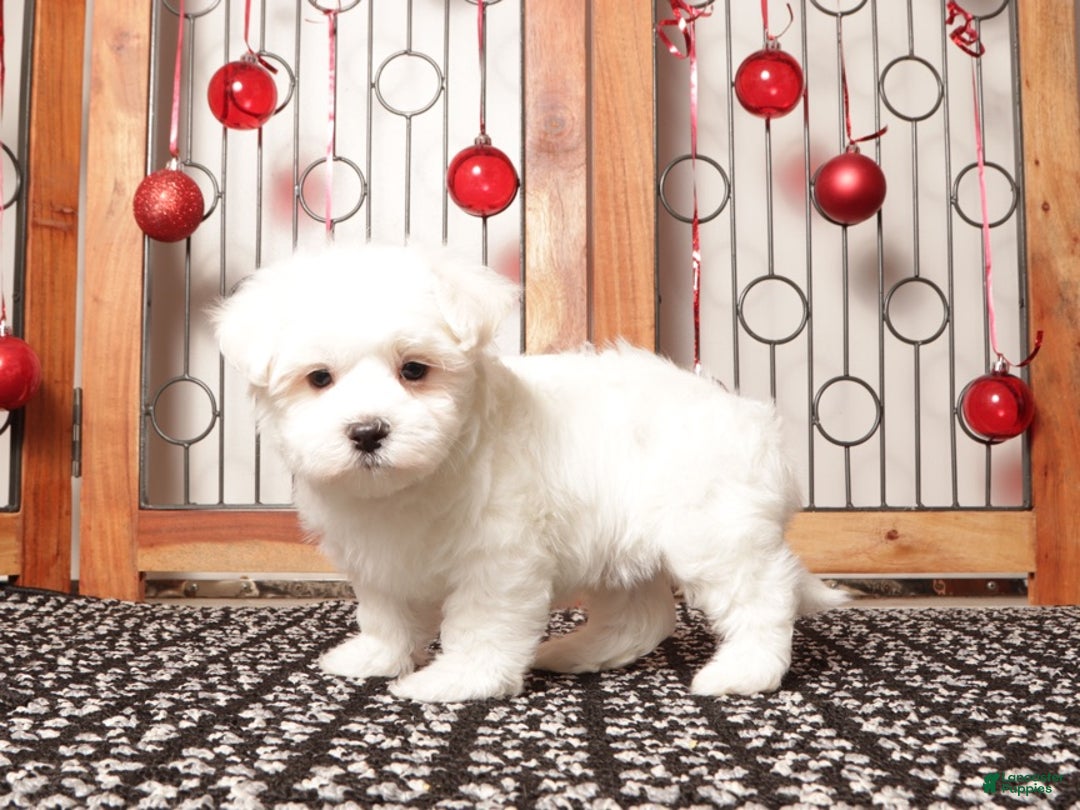 Maltese dogs for sale: Scooter - Ad 4