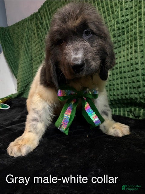 Newfoundland dogs White Collar Male - Ad 1