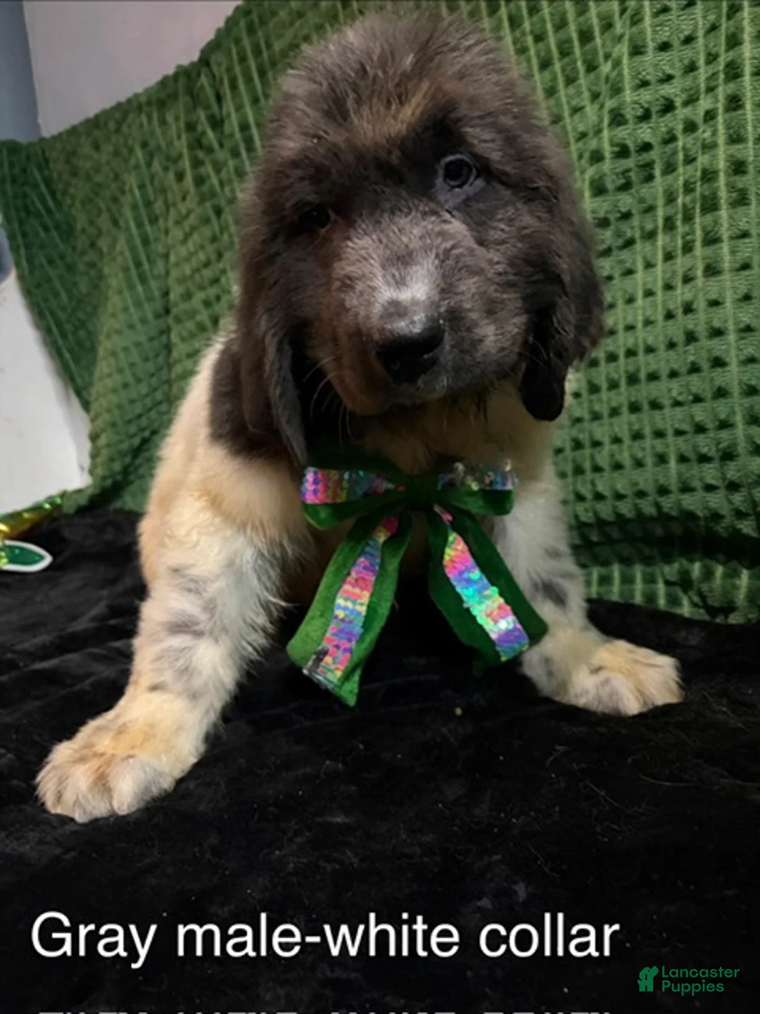 Newfoundland dogs for sale: White Collar Male - Ad 1