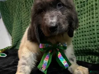 Newfoundland dogs for sale: White Collar Male - Ad 1