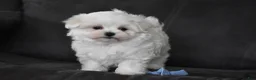 Maltese dogs for sale: Aiden - Ad 1
