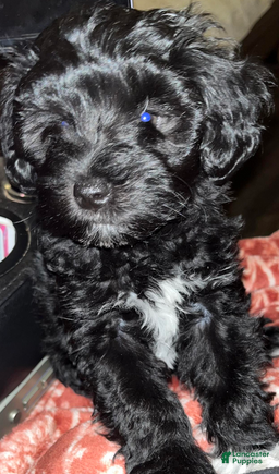 Miniature Schnauzer dogs Billy (green collar) - Ad 2