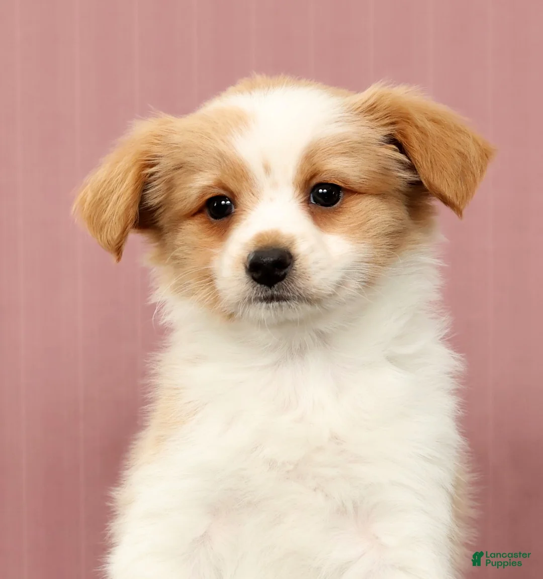 Papillon dogs for sale: Munro - Ad 9