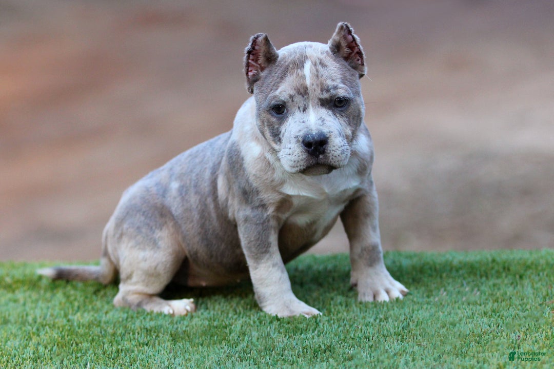 American Bully dogs for sale: Blue Brindle Merle Female - Ad 4