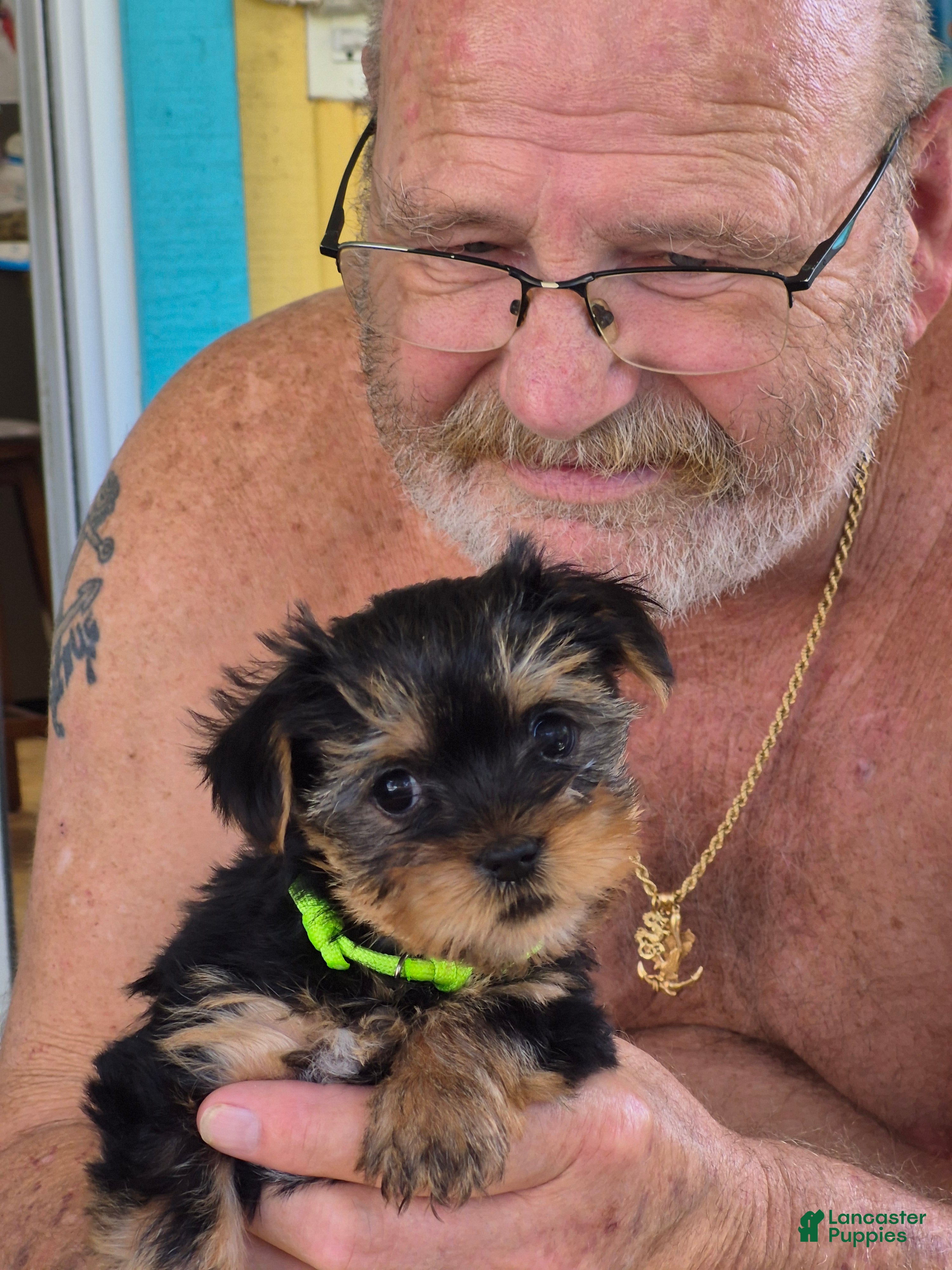 Yorkshire Terrier dogs Itty-Bitty  - Ad 1