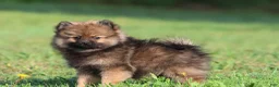 Pomeranian dogs for sale: Sable - Ad 4