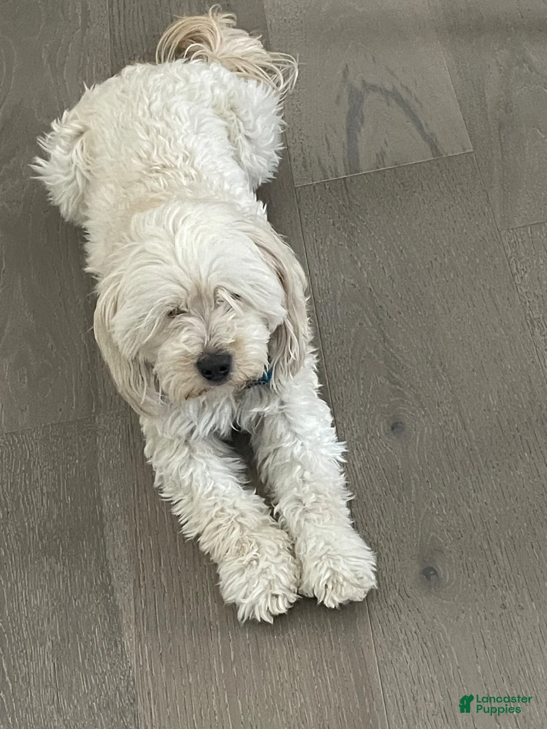 Mixed Breed dogs for sale: Max - Ad 4