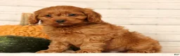 Cavapoo dogs for sale: Pluto - Ad 4