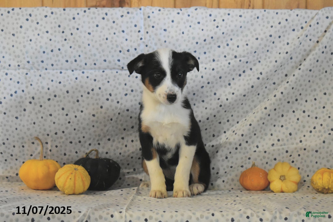 Mixed Breed dogs for sale: Sydney - Ad 4