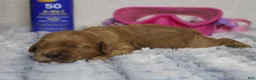 Cockapoo dogs for sale: Katie - Ad 8