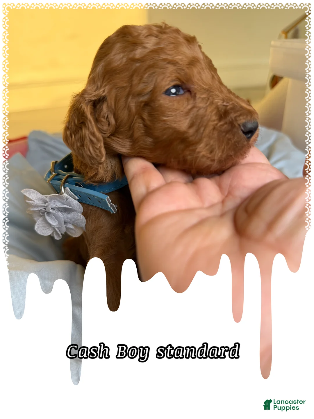 Standard Poodle dogs for sale: Cash - Ad 1