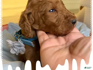 Standard Poodle dogs Cash - Ad 2