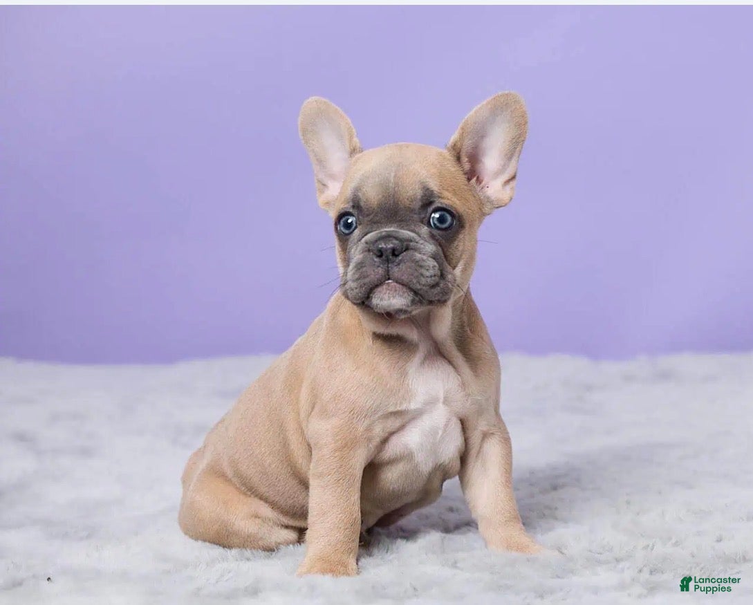 French Bulldog dogs Buttercup - Ad 1