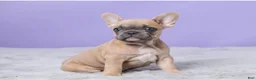 French Bulldog dogs for sale: Buttercup - Ad 1