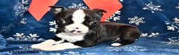 Boston Terrier dogs for sale: Cody  - Ad 2